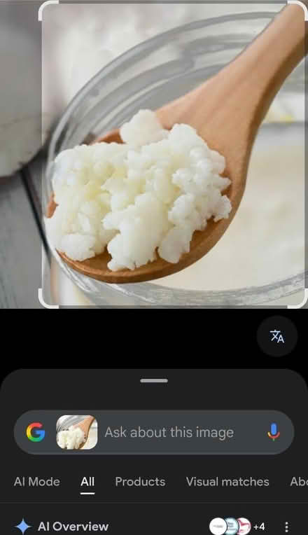 Photo of Kefir grains (Walthamstow E17) #1