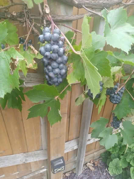 Photo of free Small,sweet,seeded grapes (Butts hill area BA11) #1