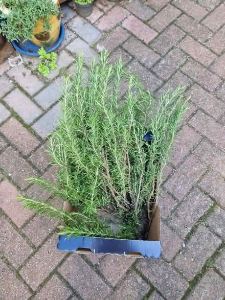 Photo of free Rosemary (Gracemount EH16) #1