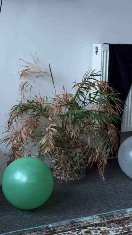 Photo of free Dying plant (Hall Place W2) #1