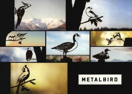 Photo of free Falcon (Mavis and Rathburn) #2