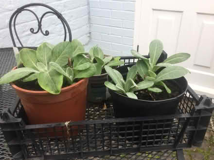 Photo of free Well-rooted (fresh, new foliage) garden plants (hardy) (Norton juxta Twycross CV9) #1