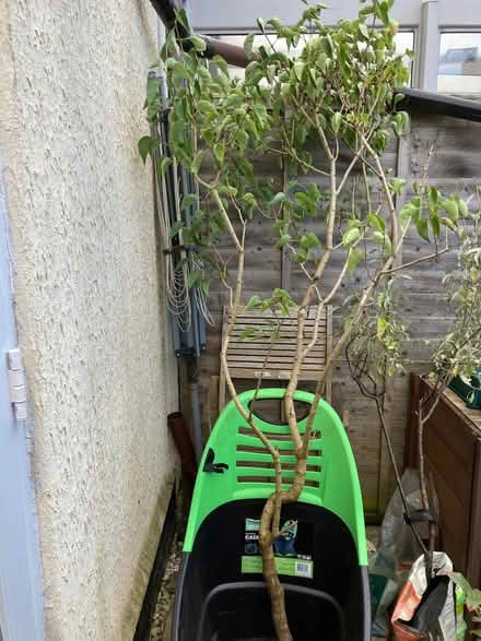 Photo of free Small lilac tree (Bisley Road GL5) #1
