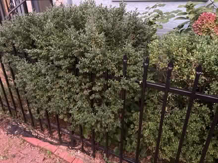 Photo of free Japanese boxwoods (Adams Morgan, DC) #1