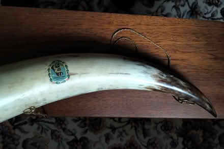 Photo of free Cows horn (Belper DE56) #2