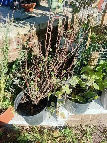 Photo of free plants (Whitehill GU35) #1