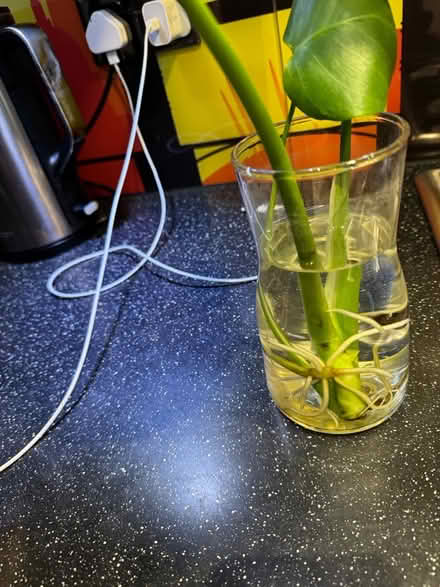 Photo of free Monstera rooted cutting (Kensington W8) #3