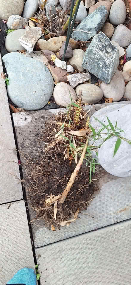 Photo of free 2 x bamboo roots (Stotfold SG5) #3