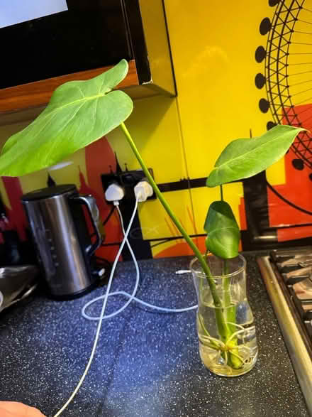 Photo of free Monstera rooted cutting (Kensington W8) #2