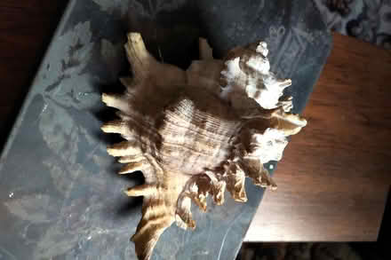 Photo of free An old box of sea shells (Belper DE56) #3