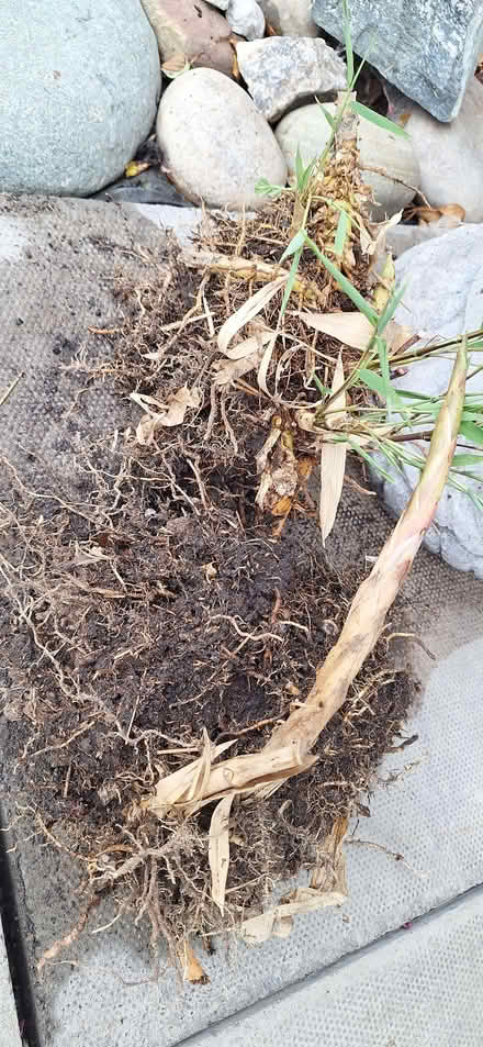 Photo of free 2 x bamboo roots (Stotfold SG5) #2