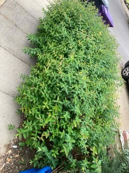 Photo of free Shrubs/hedge (Letchworth wilbury) #2