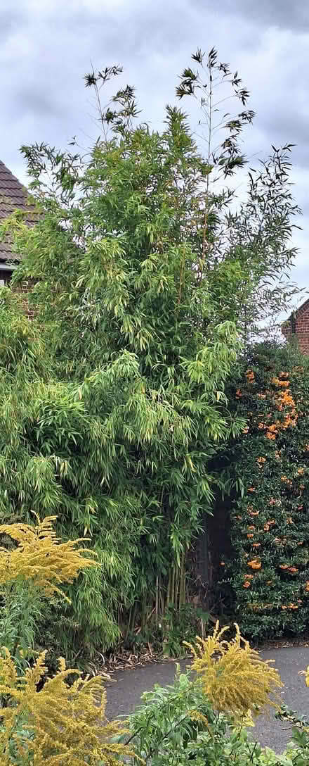 Photo of free 2 x bamboo roots (Stotfold SG5) #1