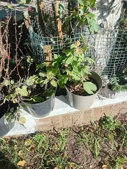 Photo of free plants (Whitehill GU35) #2