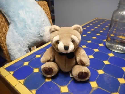 Photo of free Stuffed Racoon #1