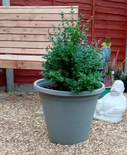 Photo of free Box bush and pot (Orton Goldhay) #1