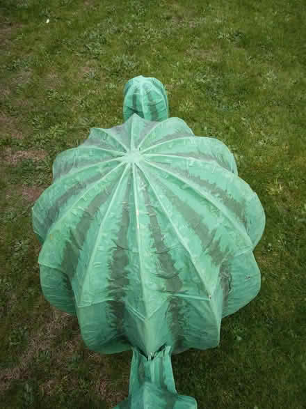 Photo of free Theatrical cactus prop! Novelty (Bosham, Chichester) #2