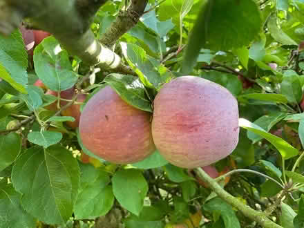 Photo of free Spartan apples just ripe (EYE IP23) #4