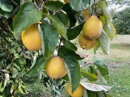 Photo of free Quinces (EYE IP23) #3