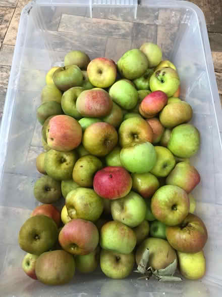 Photo of free Apples (Wirksworth DE4) #1