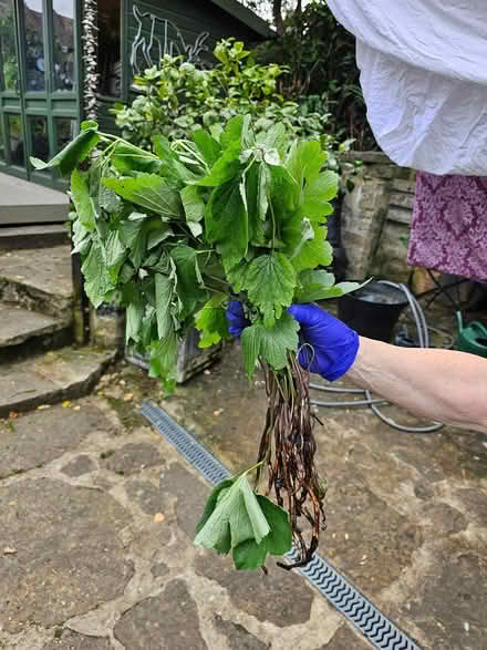 Photo of free Japanese Anemonies (Huddersfield HD2, UK) #3