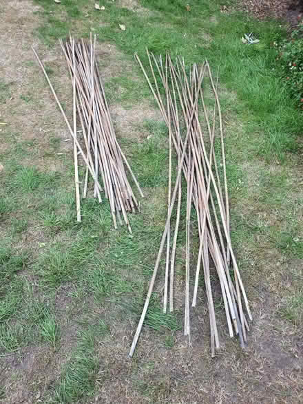 Photo of free Garden canes (Finchampstead RG40) #1