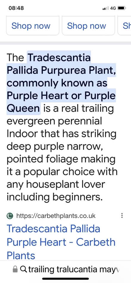 Photo of Purple mauve trailing plant (Reigate RH2) #1