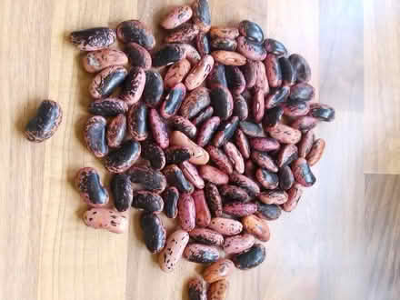 Photo of free Runner bean seeds (Killamarsh S21) #1