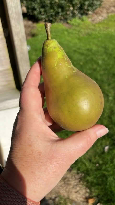 Photo of free Conference Pears to Ripen (Hertford Heath SG13) #3
