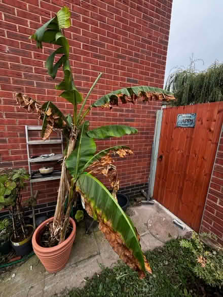 Photo of free 3 Banana tree in 1 pot (Halewood L25 9RP) #2