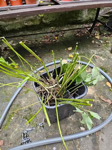 Photo of free Japanese Anemonies (Huddersfield HD2, UK) #2