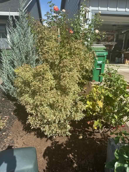 Photo of free Small Japanese maple tree (Newbeg) #2