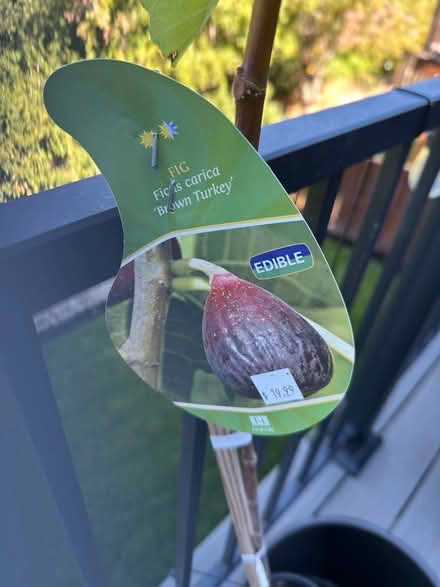 Photo of free Small fig tree (Newbeg) #2