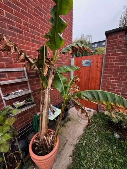 Photo of free 3 Banana tree in 1 pot (Halewood L25 9RP) #1