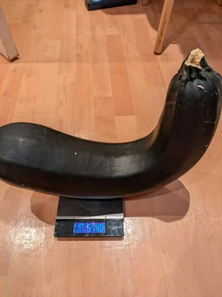 Photo of free 5kg marrow (CT1) #2