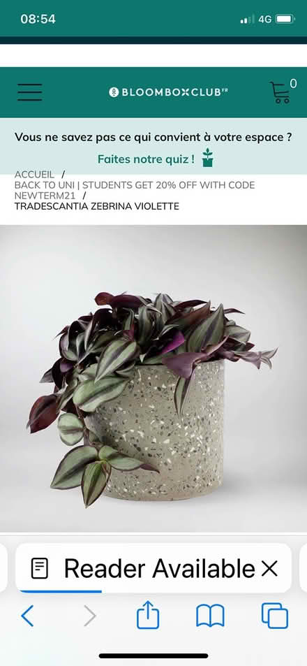 Photo of Purple mauve trailing plant (Reigate RH2) #2