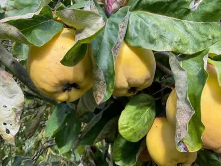 Photo of free Quinces (EYE IP23) #1