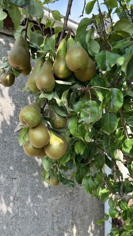 Photo of free Conference Pears to Ripen (Hertford Heath SG13) #4