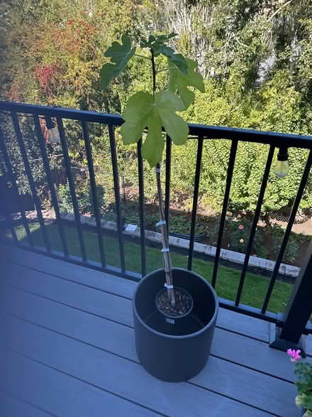 Photo of free Small fig tree (Newbeg) #1