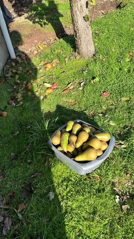 Photo of free Conference Pears to Ripen (Hertford Heath SG13) #2