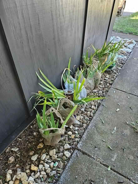 Photo of free Irises (North Denton (288 & 2164)) #1