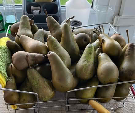 Photo of free Conference Pears to Ripen (Hertford Heath SG13) #1