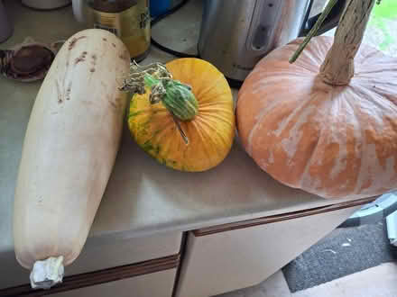 Photo of free Squash (Locks Heath SO31) #1