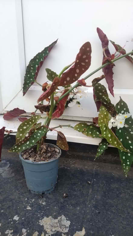 Photo of free Polka Dot begonia indoor plant (Chislehurst BR7) #2