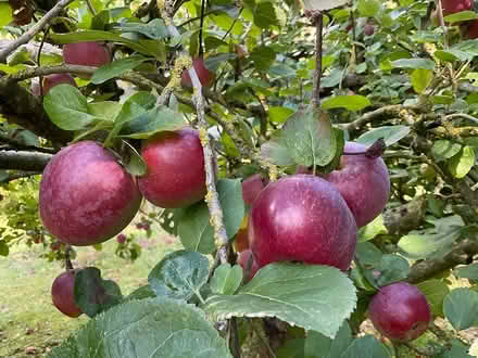 Photo of free Spartan apples just ripe (EYE IP23) #1