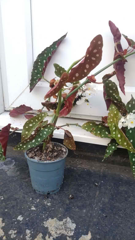 Photo of free Polka Dot begonia indoor plant (Chislehurst BR7) #1