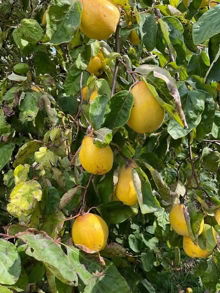 Photo of free Quinces (EYE IP23) #2