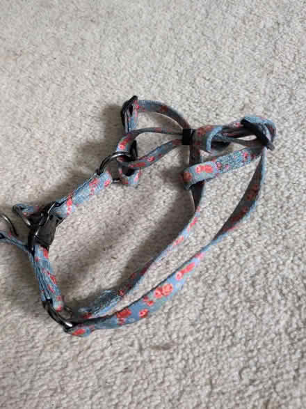 Photo of free Puppy harness (RG4) #1