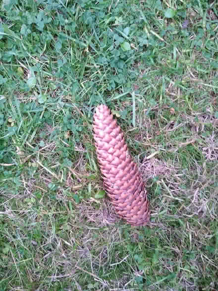 Photo of free pinecones 65+ (Croft SN1) #1