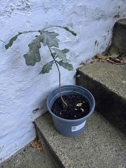 Photo of free Healthy Baby Oak tree (SE11) #1